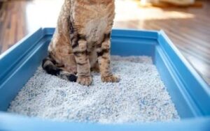 Rest cat litter 5 L ( green ) - Image 3