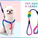Dog's Harness & Leash (Rainbow, Small)