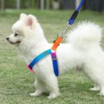 Dog's Harness & Leash (Rainbow, Small) - Image 4