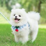 Cherry Dog Harness With Leash - Image 8