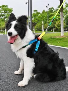 Dog's Harness & Leash (Rainbow, Medium) - Image 7